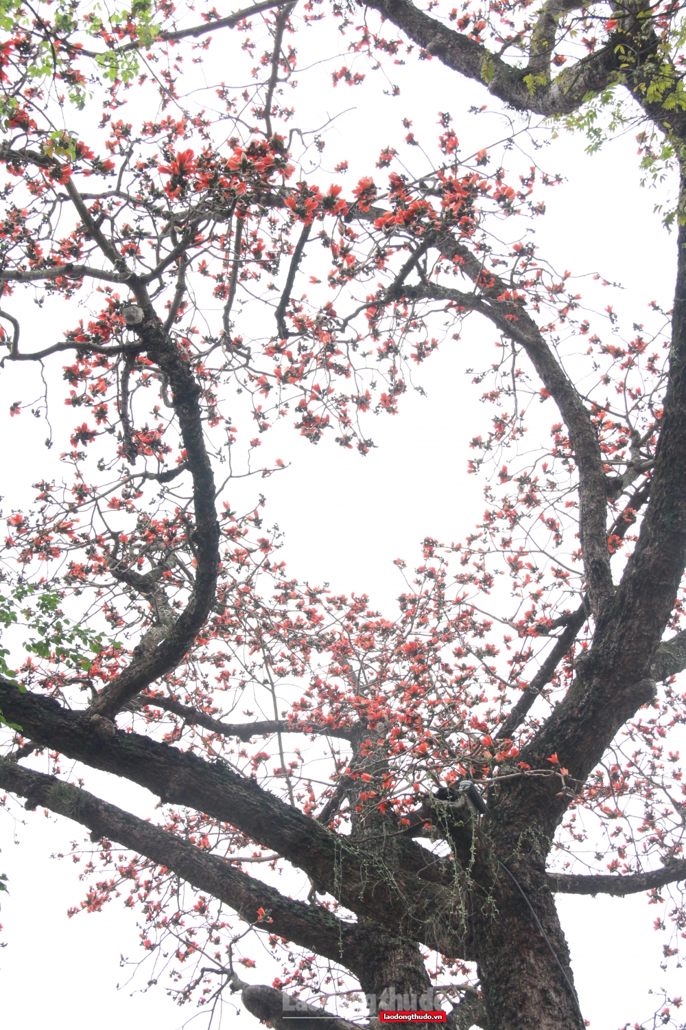 Ngắm khung cảnh bình yên của Hà Nội mùa cây thay lá