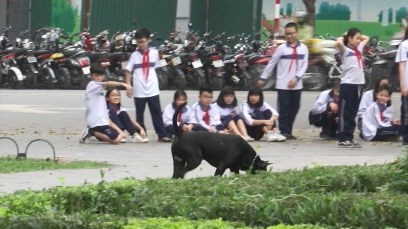 Những nguy cơ tiềm ẩn từ nạn chó thả rông