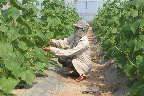 Mô hình trồng dưa lưới trong nhà kính ở Ứng Hòa, Hà Nội