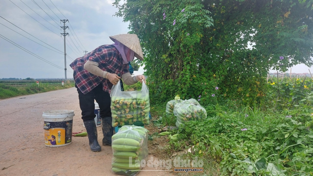 Thời tiết bớt phần nắng nóng, người dân xã Tiền Phong tranh thủ xuống đồng