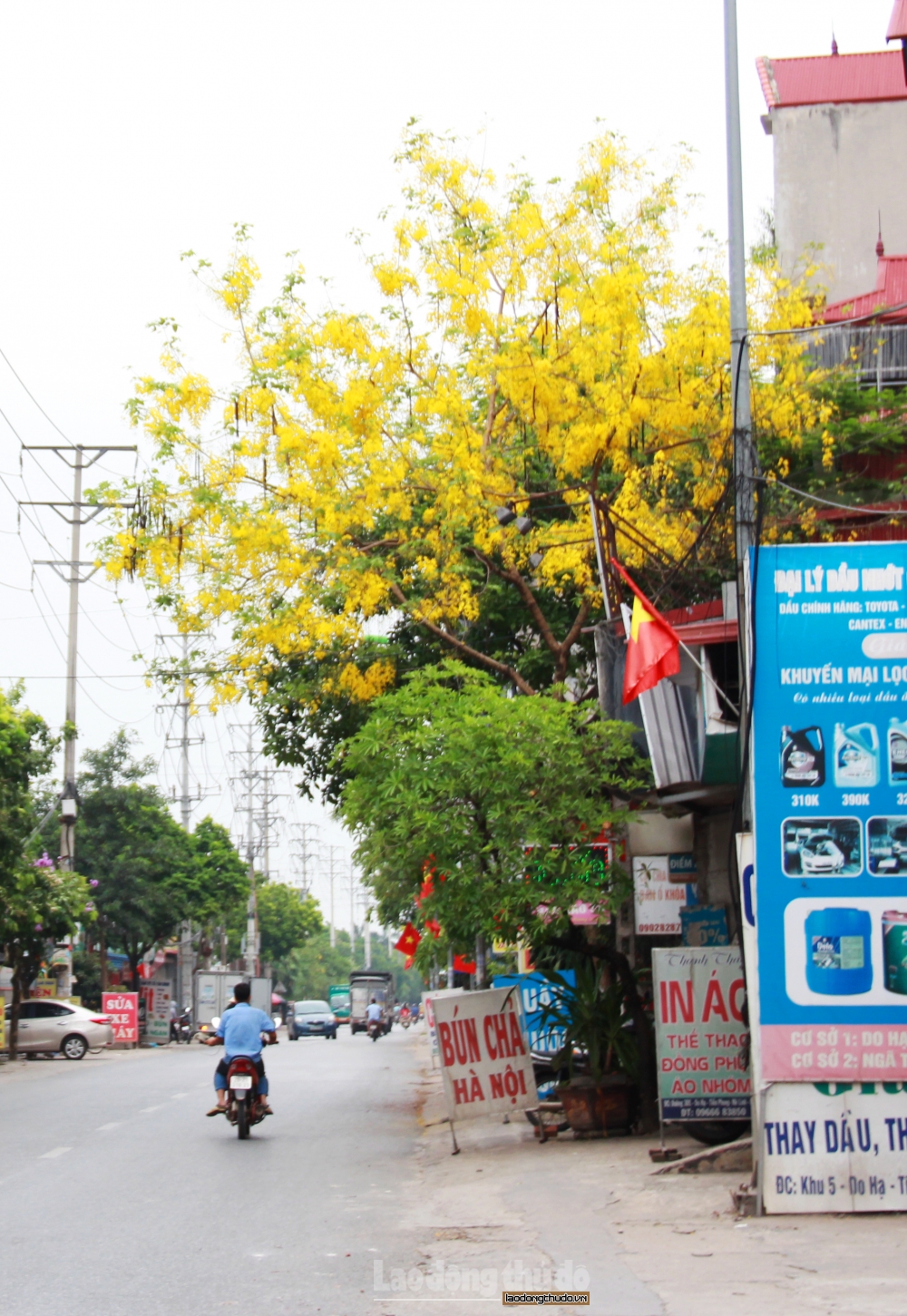 Muồng hoàng yến bung sắc vàng khắp phố phường Thủ đô