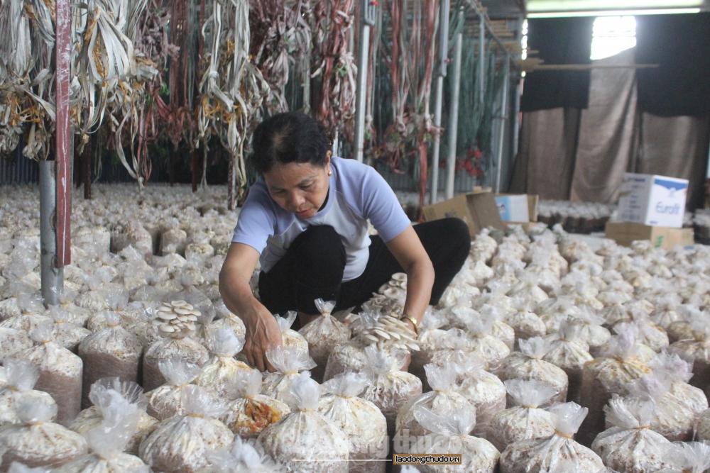 Thăm mô hình trồng nấm đưa lại thu nhập cao tại huyện Đông Anh