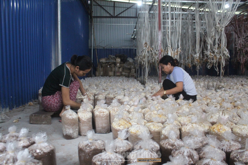Thăm mô hình trồng nấm đưa lại thu nhập cao tại huyện Đông Anh