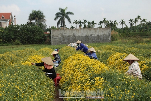 Người dân bội thu nhờ hoa Kim Cúc được mùa