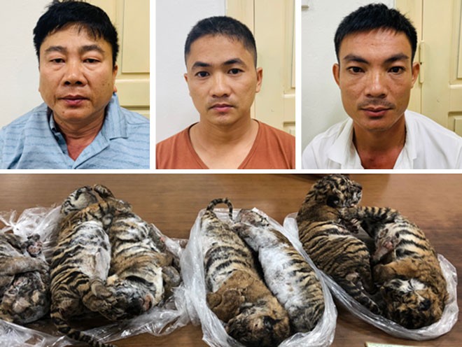 Trùm buôn bán hổ xuyên quốc gia lĩnh án 6 năm tù giam
