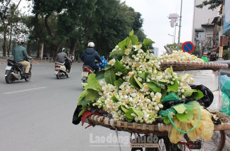 ha noi hoa buoi xuong pho gia 250000kg van hut khach