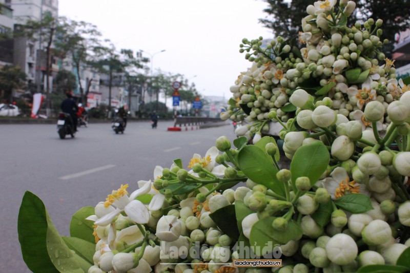 ha noi hoa buoi xuong pho gia 250000kg van hut khach