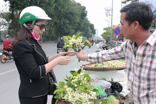 Hà Nội: Hoa bưởi giá cao vẫn hút khách