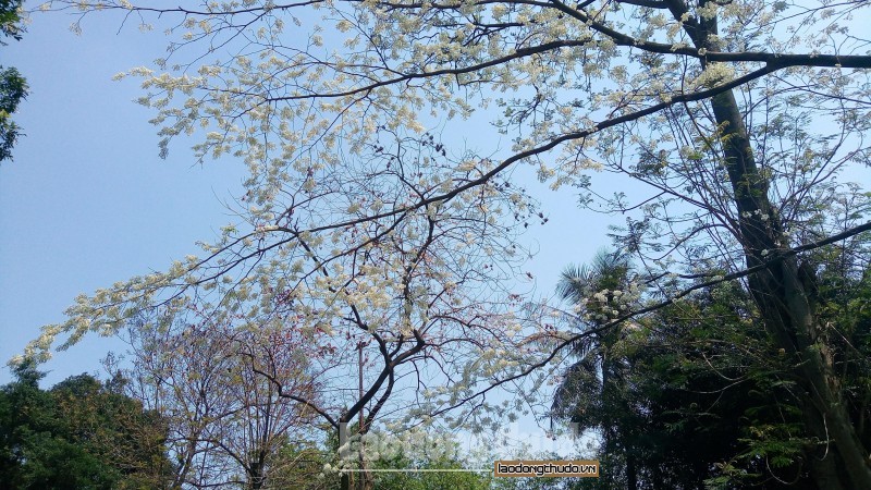 Mùa hoa sưa nở - nét chấm phá trong bức tranh xuân Hà Nội