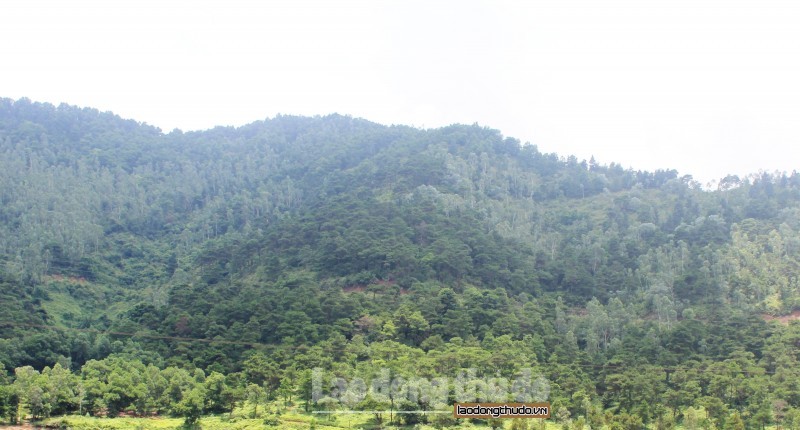 Hà Nội triển khai hiệu quả công tác bảo vệ và phát triển rừng