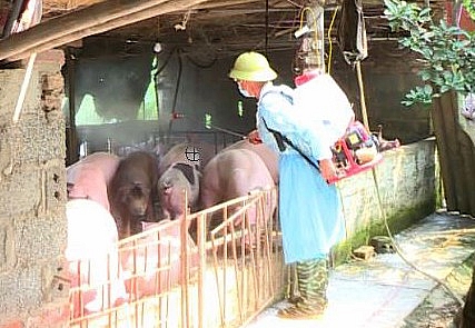 Tiếp tục triển khai đồng bộ các giải pháp phòng, chống bệnh dịch tả lợn châu Phi
