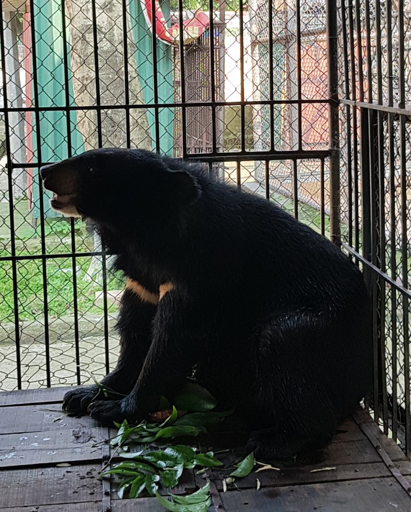 Thái Nguyên: Tịch thu và chuyển giao 2 cá thể gấu trái phép