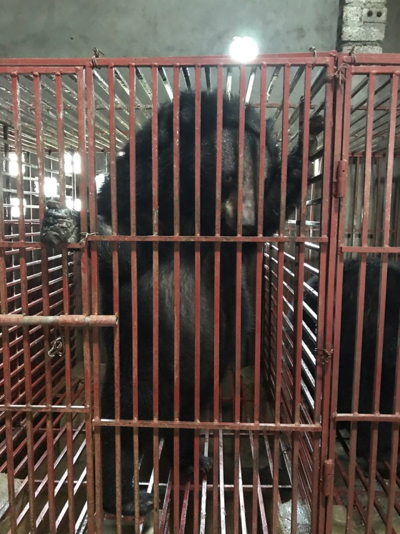 Nghệ An: Chuyển giao ba cá thể gấu bị nuôi nhốt trái phép