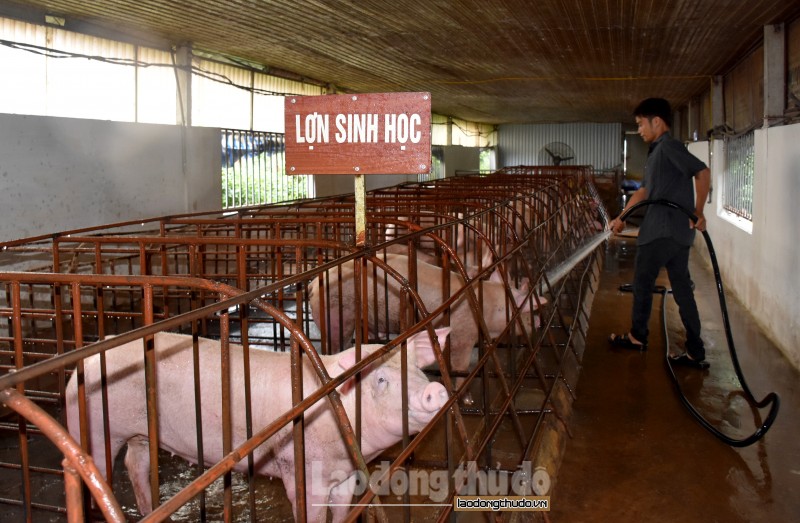 Đẩy mạnh chăn nuôi lợn theo hướng an toàn sinh học