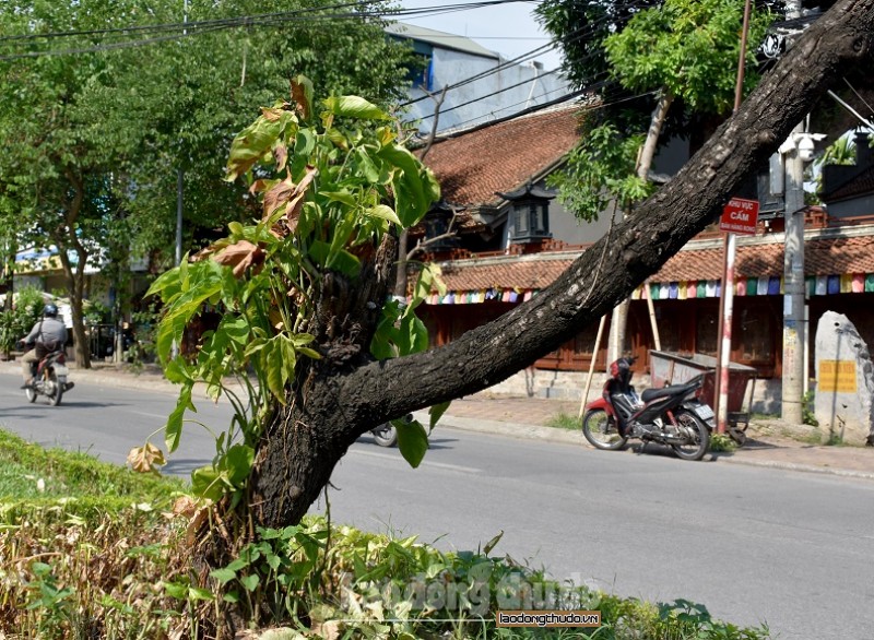 ha noi hang loat dao tren duong lac long quan chet kho