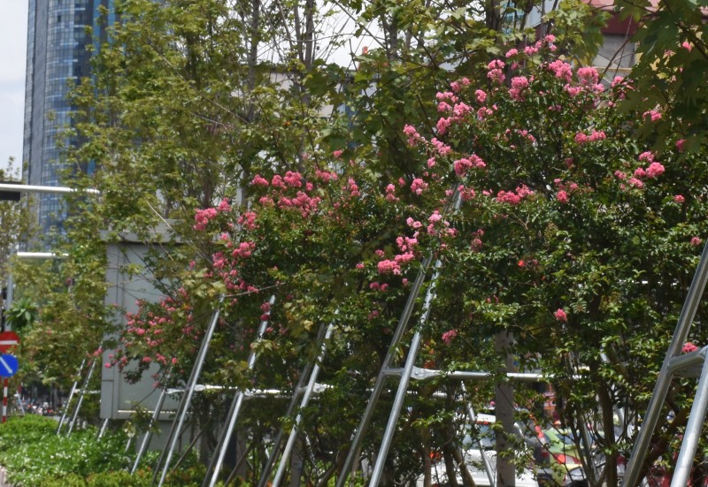 Hoa tường vi khoe sắc hồng bên hàng phong lá đỏ