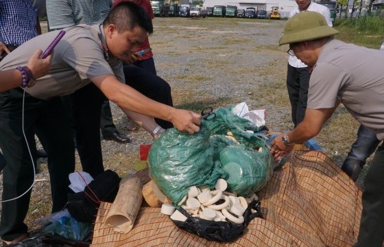Hà Nội: Tiêu hủy 82 kg ngà voi