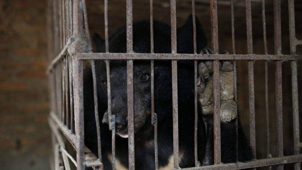 Sơn La là địa phương thứ 41 tại Việt Nam không còn hoạt động nuôi nhốt gấu