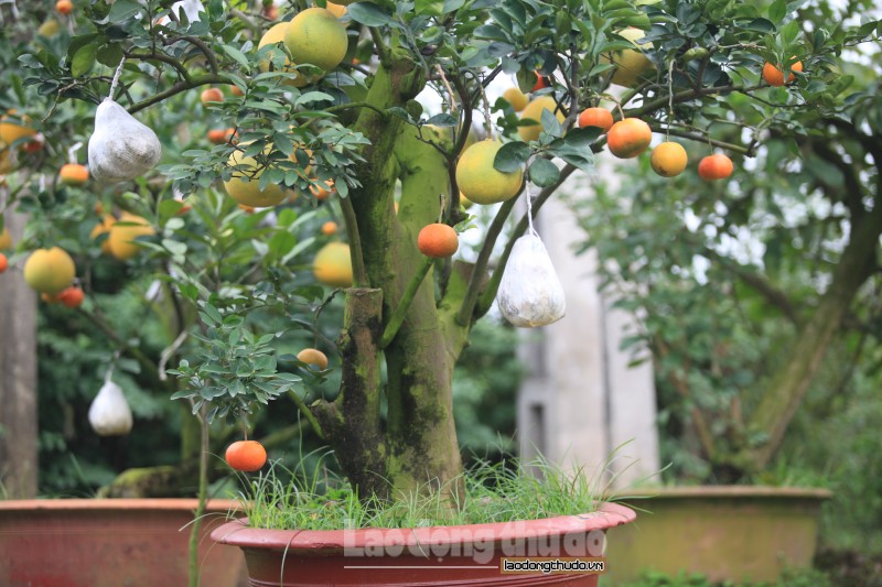 Ngắm cây ngũ quả trong vườn “thầy phù thủy” ở Thanh Oai