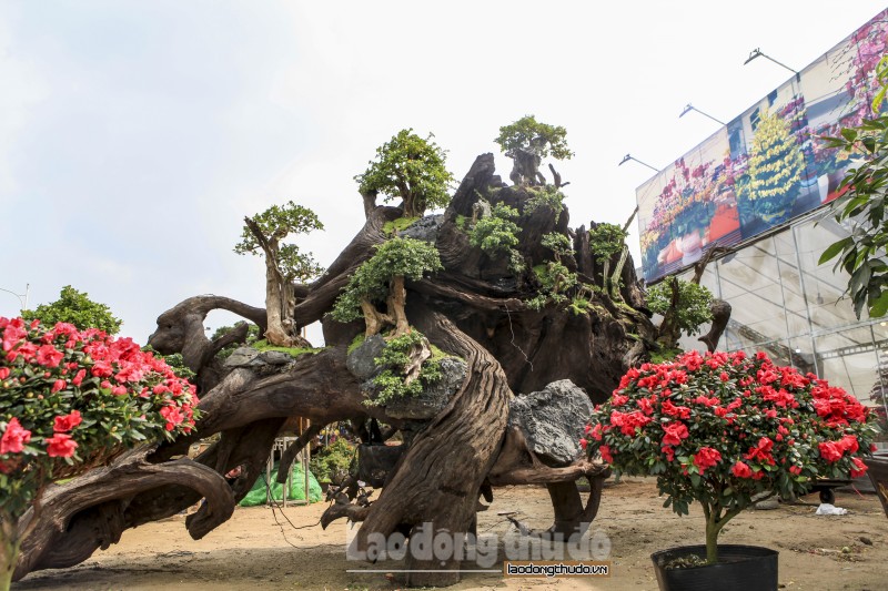 Ngắm “rừng” bonsai trồng trên thân cây cổ thụ giá gần tỷ đồng ở Hà Nội
