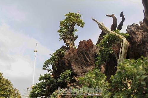 ngam rung bonsai trong tren than cay co thu gia gan ty dong o ha noi