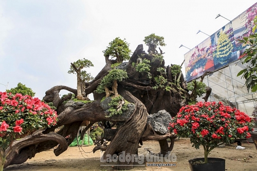Ngắm “rừng” bonsai trồng trên thân cây cổ thụ giá gần tỷ đồng ở Hà Nội
