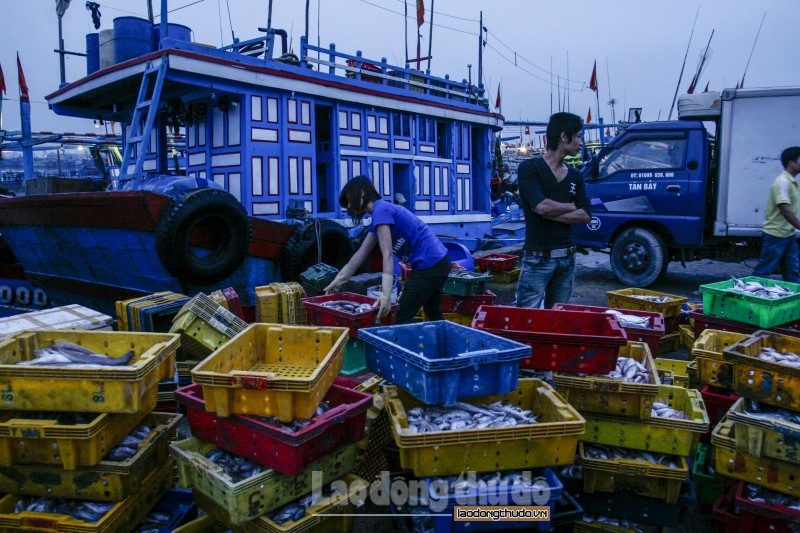 Nhộn nhịp cá về trên bến Hải Bình