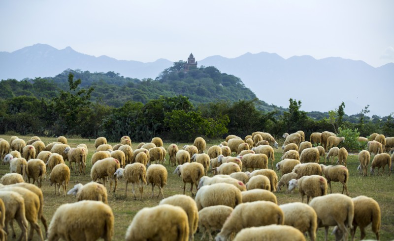 Sắp diễn ra “Ngày Văn hóa, Du lịch Ninh Thuận” tại Hà Nội