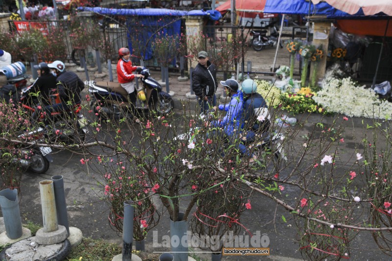 Đào Nhật Tân nở sớm dù trời đã chuyển rét