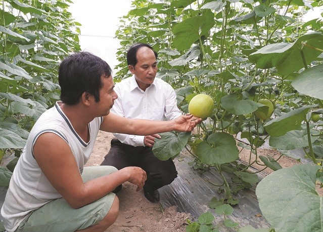 Huyện Ứng Hòa đột phá trong sản xuất nông nghiệp