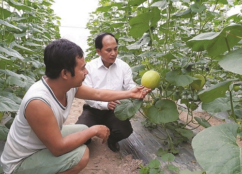 Huyện Ứng Hòa đột phá trong sản xuất nông nghiệp