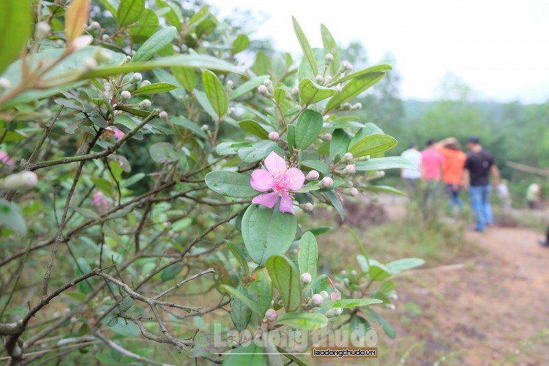 chon to bo da tim thanh than trong tinh lang hu khong