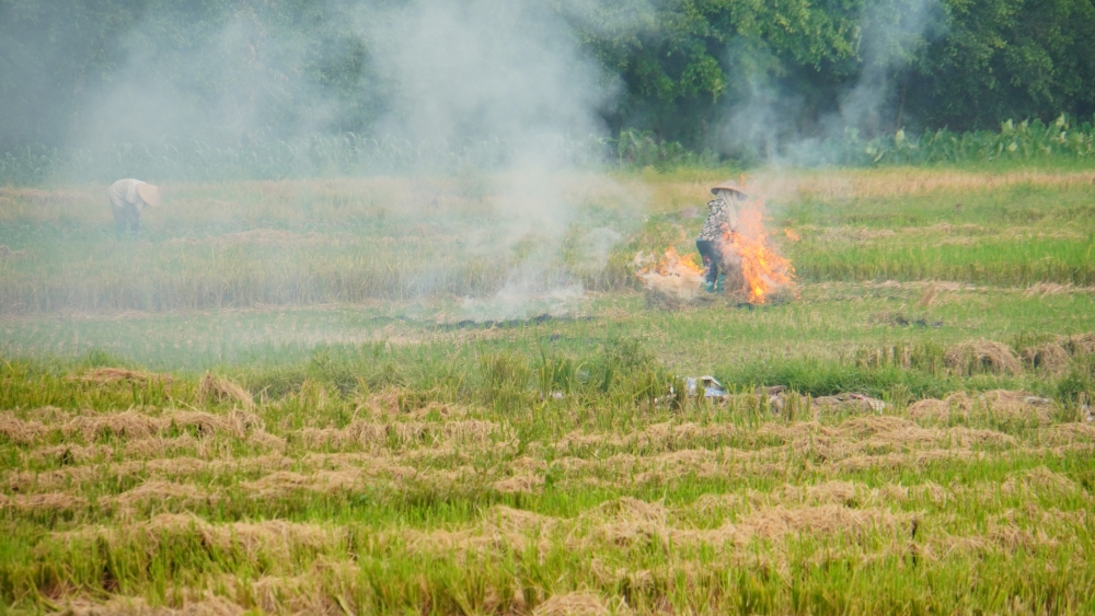 Tái diễn tình trạng đốt rơm rạ trên các cánh đồng, gây ô nhiễm không khí