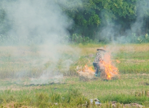 Tái diễn tình trạng đốt rơm rạ trên các cánh đồng, gây ô nhiễm không khí