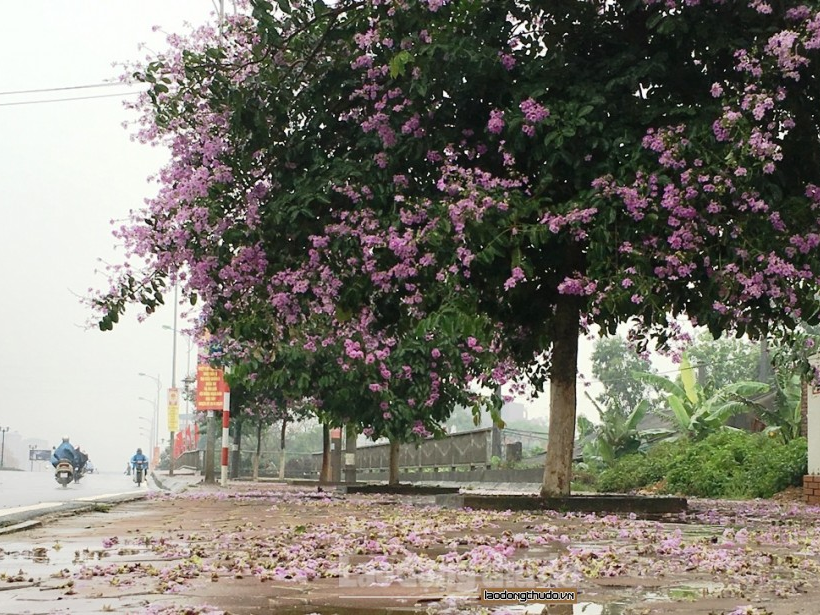 Ngắm hoa bằng lăng tím trời Hà Nội