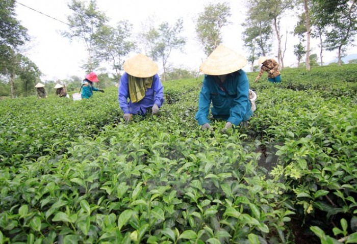 Sự thật về thông tin trà Ô long ở Lâm Đồng tồn kho 2.000 tấn