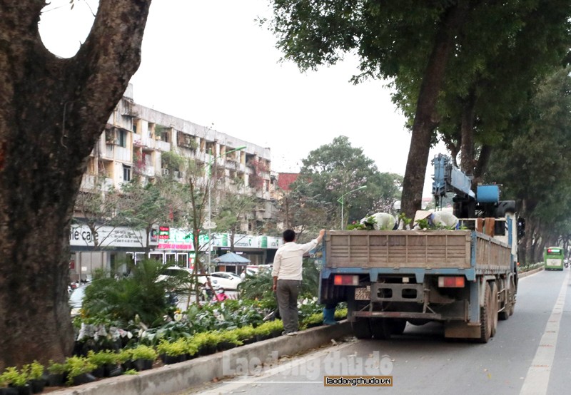 ha noi trong them nhieu cay xanh tren tuyen pho giang vo