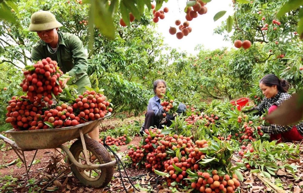 Bắc Giang xây dựng vùng cây ăn quả trọng điểm quốc gia