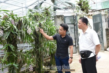 Làm giàu từ mô hình trồng phong lan