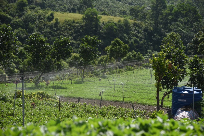 Thăm vùng trồng rau hữu cơ ở xã Bình Yên