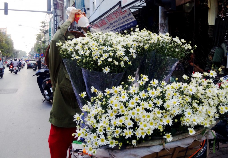 mua dong ve tren nhung canh hoa cuc hoa mi