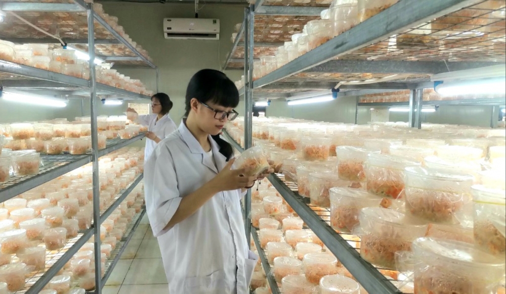 Sản xuất đông trùng hạ thảo tại Công ty cổ phần Dược thảo Thiên Phúc