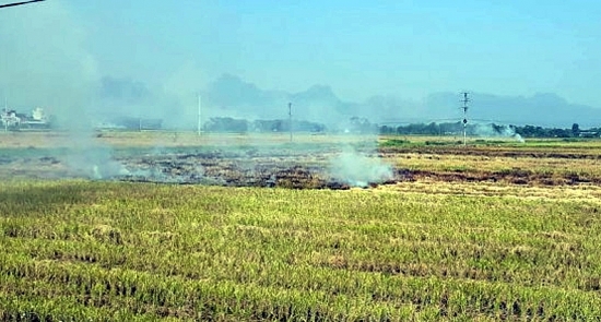 Tỷ lệ đốt rơm rạ sau thu hoạch ở Hà Nội giảm rõ rệt