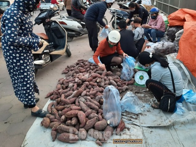 Khoai lang Nhật giá rẻ được bày bán trên các tuyến đường ở Hà Nội