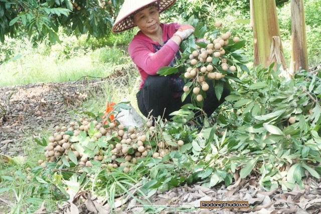 Huyện Hoài Đức: Hiệu quả kinh tế từ trồng nhãn chín muộn