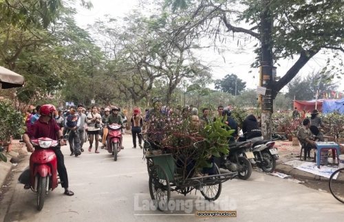 Nam Định: Nhộn nhịp chợ hoa ngày giáp Tết