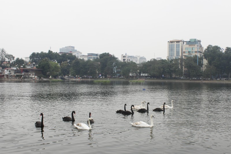 Người dân hào hứng ngắm đàn thiên nga ở hồ Thiền Quang