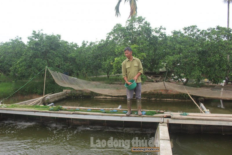 Hiệu quả từ mô hình nuôi cá “sông trong ao”