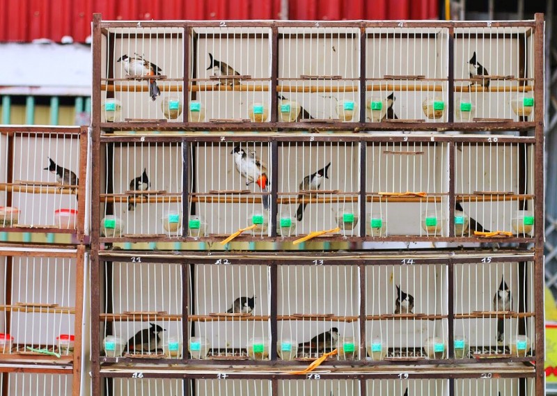 Khám phá chợ chim họa mi🐦🐦🐦| Chợ chim Bắc Hà-Lào Cai | Chim hay EN TV -  YouTube