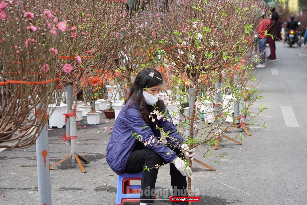 Chợ hoa lâu đời nhất Hà Nội tấp nập ngày giáp Tết